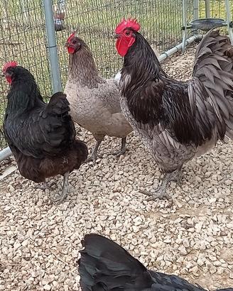 Galline ornamentali