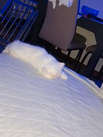 gatto persiano