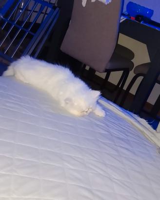 gatto persiano
