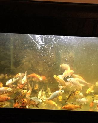 Carpe koi giapponesi e italiane