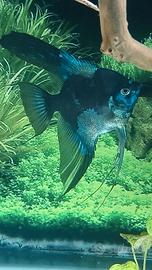 Scalare blue pinoy paraiba