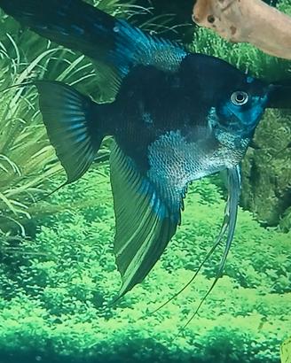 Scalare blue pinoy paraiba