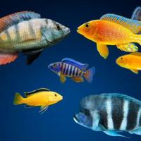 Cicildi Malawi varie di mia riproduzione