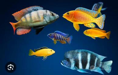 Cicildi Malawi varie di mia riproduzione