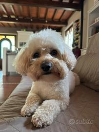 Maltipoo per accoppiamento