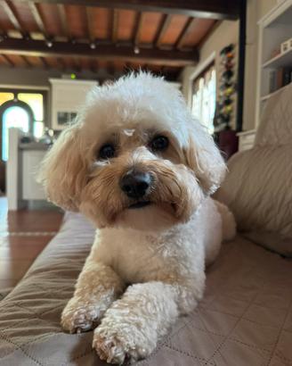 Maltipoo per accoppiamento
