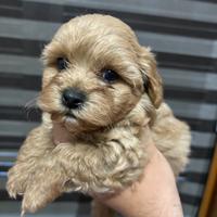 Maltipoo cucciolo