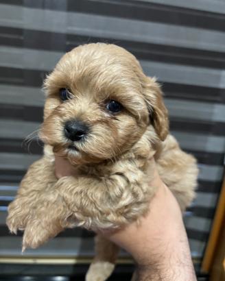 Maltipoo cucciolo