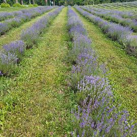 Piante di lavanda