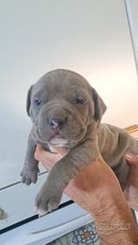 Pitbull