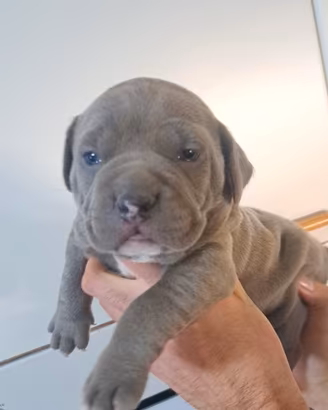 Pitbull