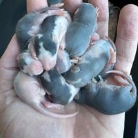 Ratti da allevare a mano