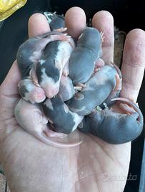 Ratti da allevare a mano