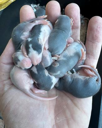 Ratti da allevare a mano