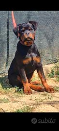 Cucciola rottweiler