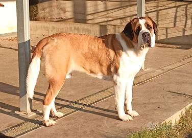 Cane di San Bernardo cuccioli prestigiosi
