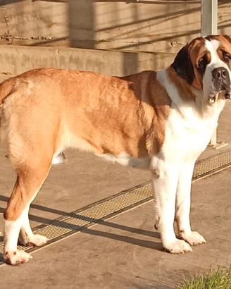 Cane di San Bernardo cuccioli prestigiosi