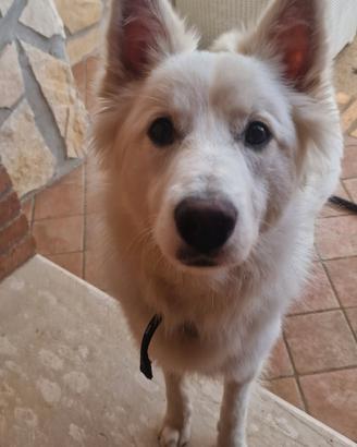 Cucciolo in adozione