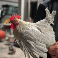 Galli cocincina nana