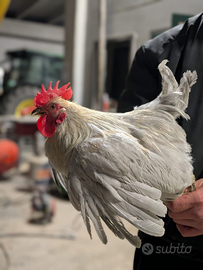 Galli cocincina nana