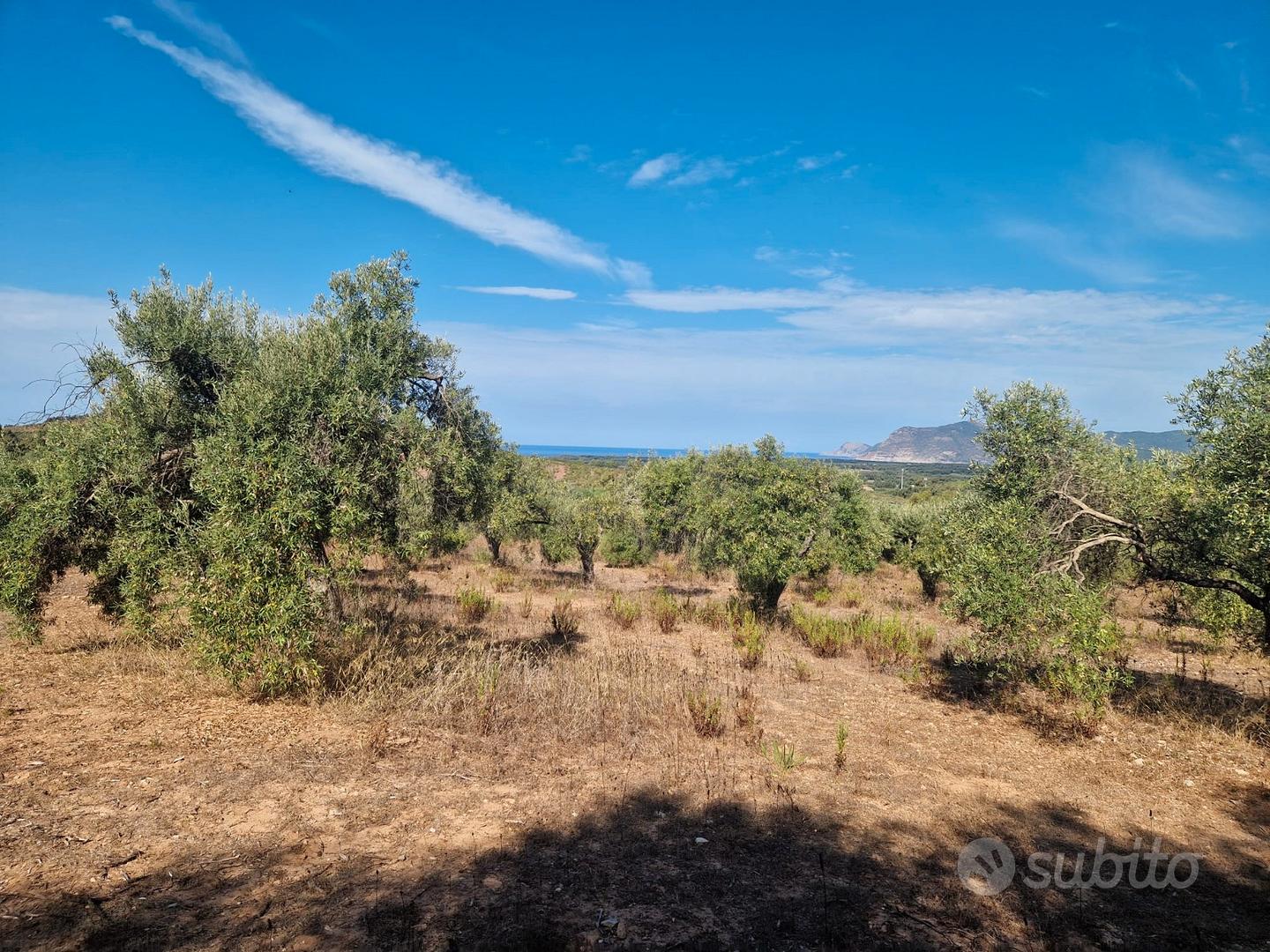 Alghero Terreno agricolo con uliveto - Vista 5