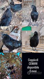 Coppia di CEMANI