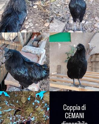 Coppia di CEMANI
