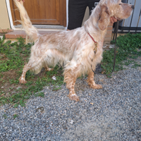 Setter inglese