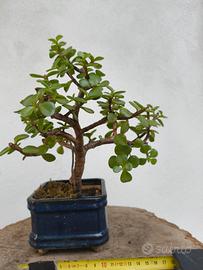 mini bonsai 