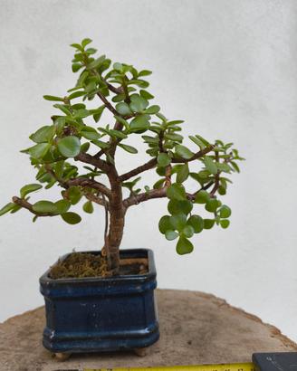 mini bonsai 