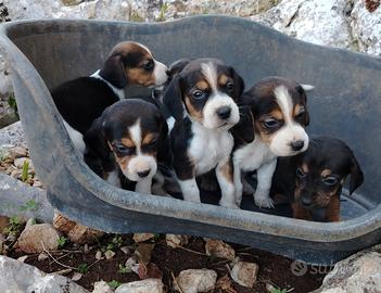 Cuccioli di Beagle bassotto