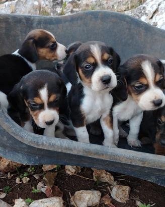 Cuccioli di Beagle bassotto