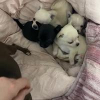 Animali
