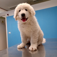 Cucciolo Pastore maremmano abruzzese