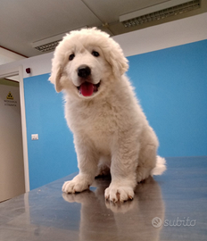 Cucciolo Pastore maremmano abruzzese