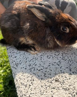 Coniglio Nano Olandese