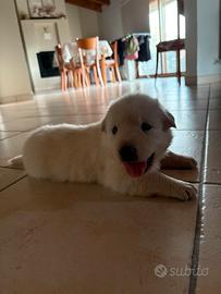 Cucciolo cane