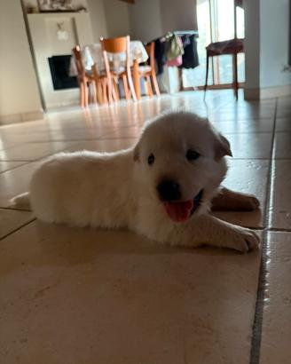Cucciolo cane