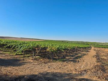 Terreno agricolo + azienda agricola