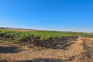 Terreno agricolo + azienda agricola