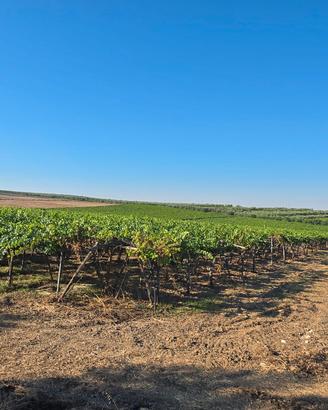 Terreno agricolo + azienda agricola