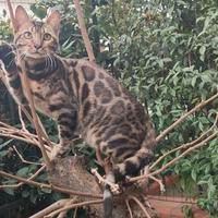 Gattina Bengala femmina