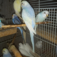 Pappagalli cocoriti