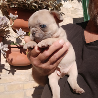Bulldog Francese