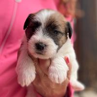 Cuccioli di jack Russell terrier