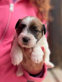 Cuccioli di jack Russell terrier