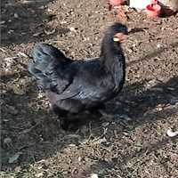 Galli di varie razze,anche razza araucana