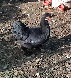 Galli di varie razze,anche razza araucana