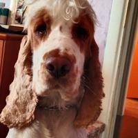 Cocker maschio disponibile per accoppiamento