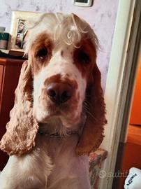 Cocker maschio disponibile per accoppiamento